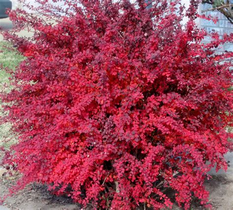 red leaf barberry